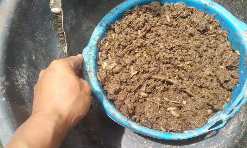 养肝汤的功效-专业养肝汤中药方平台-养肝汤图片